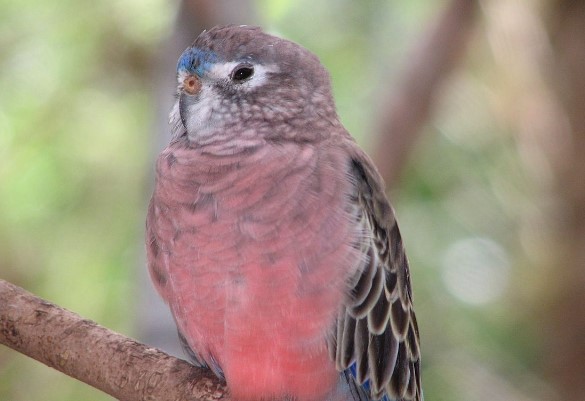 Bourke's parrot (Neopsephotus bourkii)