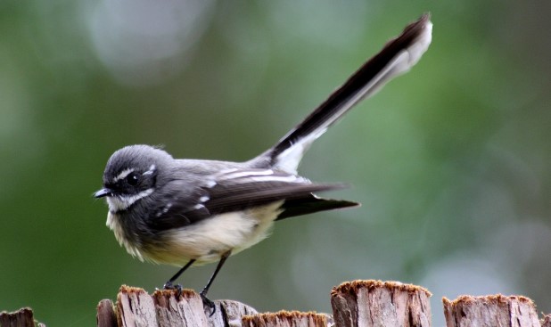 Grey Fantails are known colloquially as 'Mad Fans' and 'Cranky Fans' because they fly back and forth in every direction.