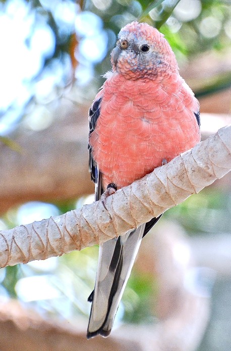 Bourke's parrots are native to Australia. It has a large range due to its nomadic nature, following water and food sources.