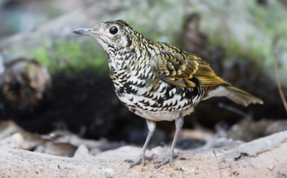 Besides the Blackbird and the European Song Thrush, the White's thrush (Zoothera aurea) is the only true old-world thrush native to Australia.