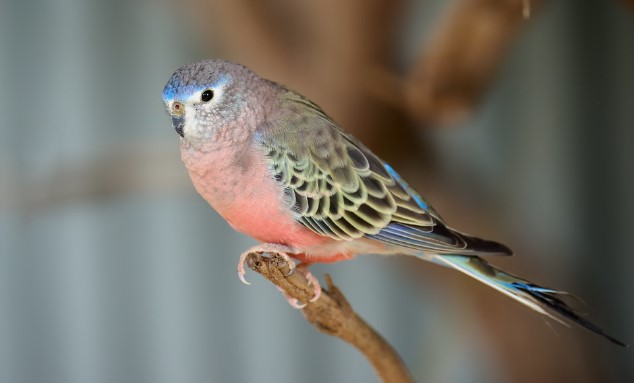 In contrast to early parrots, Bourke's Parrot is moderately common throughout the mulga woods of the interior, and its numbers have probably increased since the 1950s due to stock watering points.