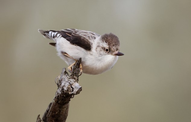 The beautiful Varied Sittella is a tree-living bird both when foraging and at rest.