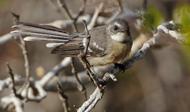 In contact with both sexes, the Mangrove Fantail calls sharply, thinly, and chipped. Mangrove Fantails sing a tinkling song consisting of a series of high-pitched, squeaky downward notes.