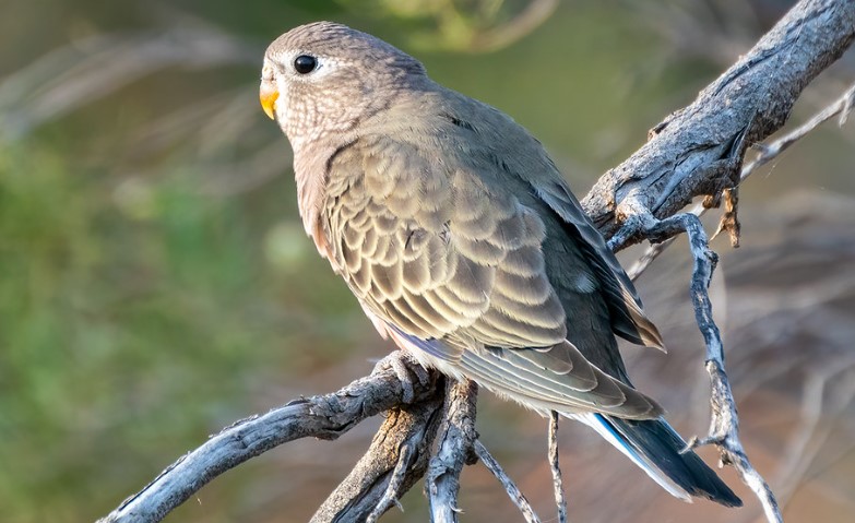 The Bourke's Parrot is typically found in pairs or small family groups, but if there is a drought, flocks of 100 or more may gather at waterholes.