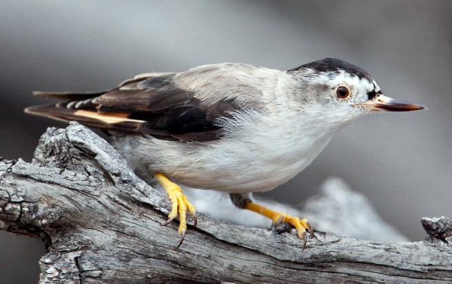 The bird is also known as Treerunner, 'Nuthatch', and Barkpecker.