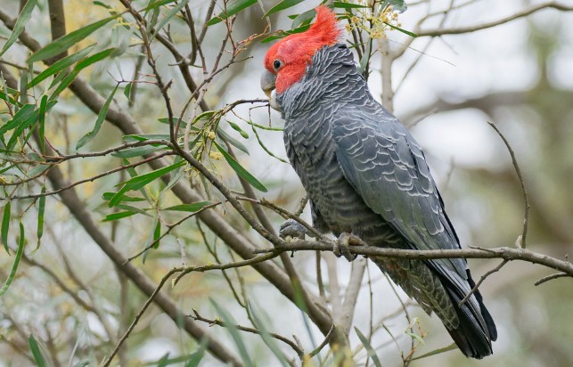 In addition to its common name, the bird is also known as the Red-crowned Cockatoo or Helmeted Cockatoo.