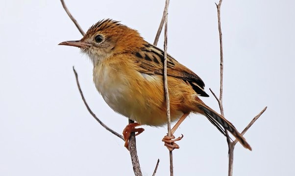 In contact, Golden-headed Cisticola makes a soft nasal peep. However, the harsh grating zeep is an alarm call.
