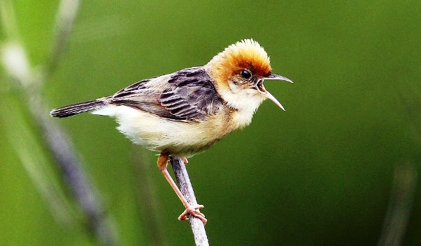 The bird is also known as Cisticola, Golden-headed Fantail Warbler, Tailorbird, and Barleybird.