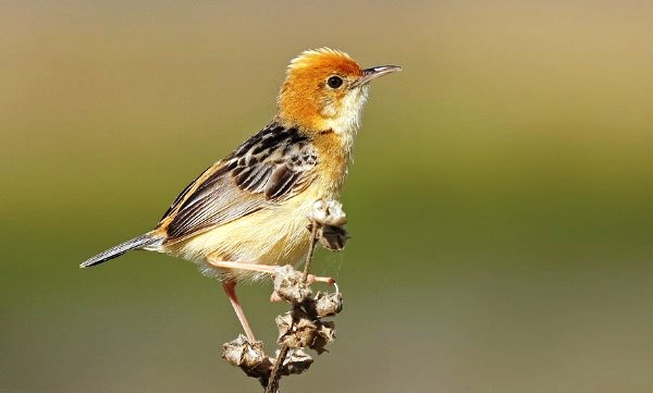 When not breeding, the golden-headed cisticola lives almost silently on the ground beneath grass swards, feeding almost silently on insects.