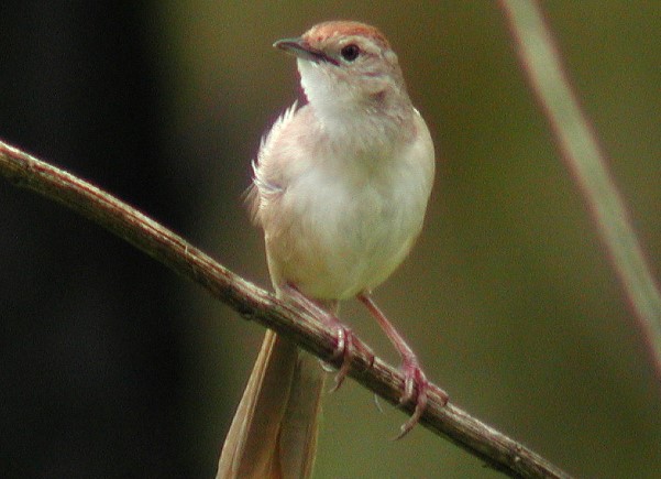 Tawny Grassbird tends to migrate nomadically from area to area depending on their suitability for each area, however, some wander more widely than others.