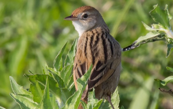 The Tawny Grassbird (Cincloramphus timoriensis) lives in tall rank grassland in swampy pockets and flood plains around northern and eastern coastal Australia.