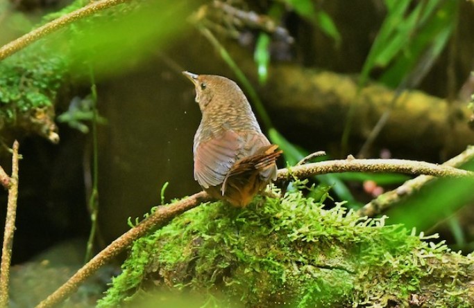 Rufous scrubbird squeaks and makes feeble zit calls in alarm, both sexes will make sharp squeaks.