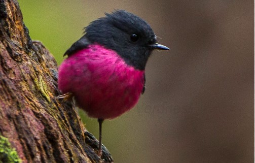 The sexually dimorphic pink Robin belongs to the family petroicidae.