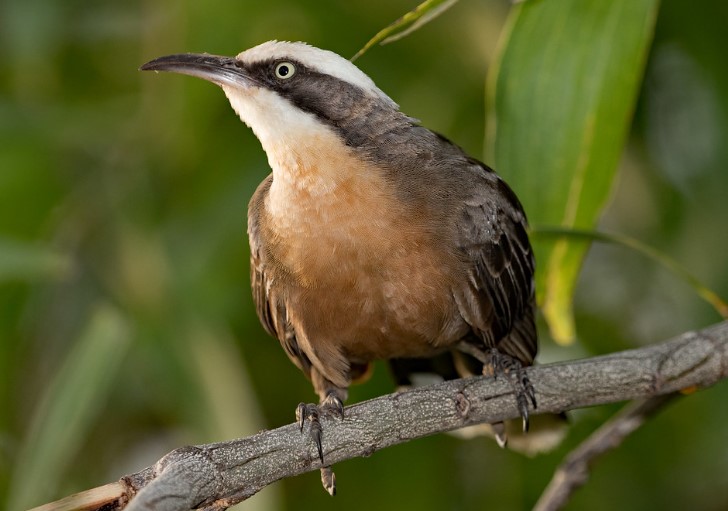 Rains in spring trigger the breeding of Grey-crowned Babblers. In many cases, roosting nests are built throughout the year and used by the whole group to roost each night.