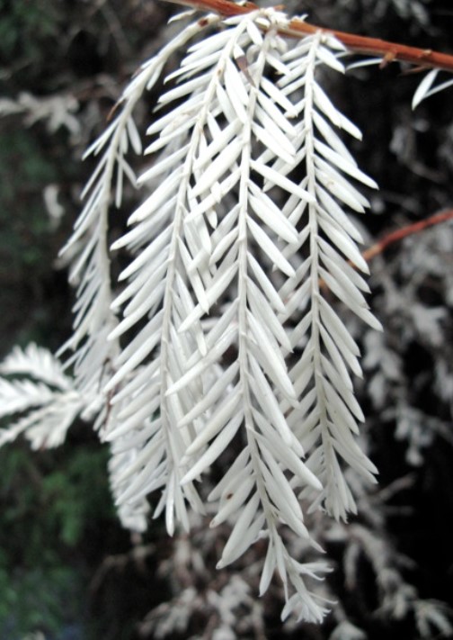 The albino plants bear a lot of brown foliage during winter and have distinctive white needles at certain times of the year.