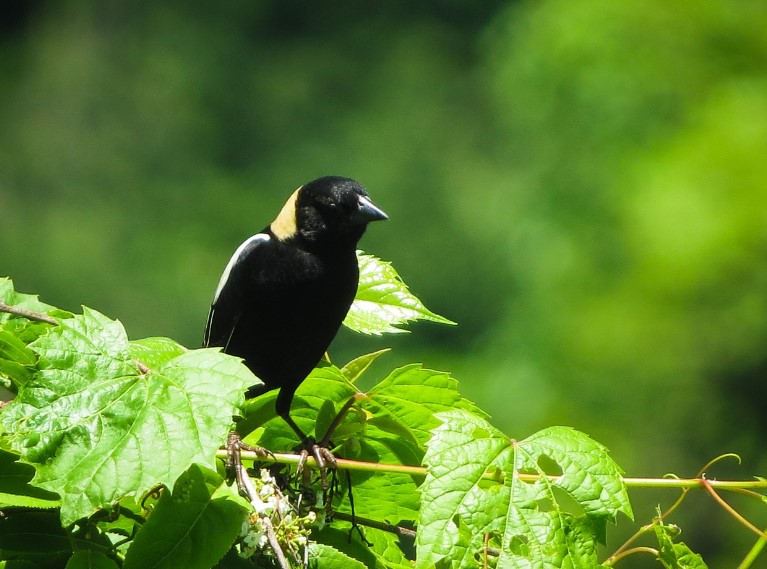 Bobolink song is characterized by a unique and unmistakable sound, as interesting as their plumage.