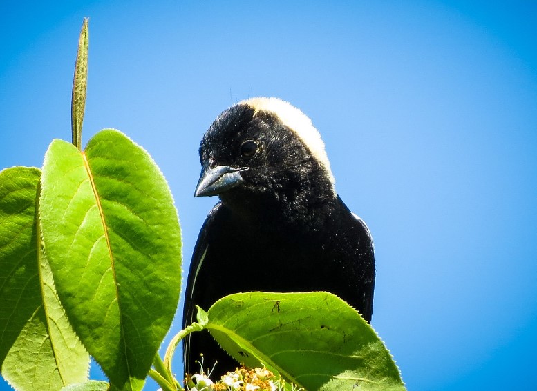 Bobolink song dialects are extremely localized. Within a much localized geographic area, birds may share songs, but outside that range, the songs may be different greatly.