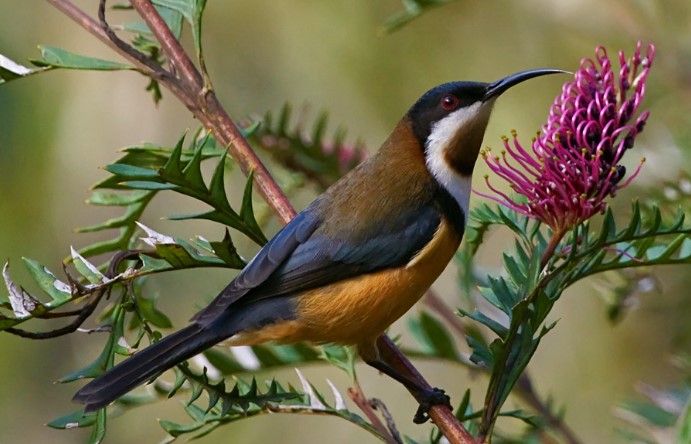 Eastern Spinebill calls with rapid, repeated piping whistles on the same pitch, in bursts, to indicate contact and position.