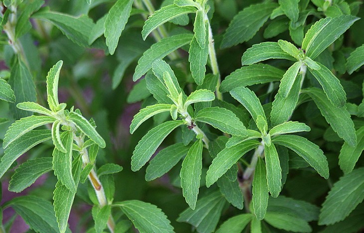 The origins of Stevia can be traced to Brazil and Paraguay, where it was known as caa'he or 'sweet leaf', and ancient pharmacopoeias describe it as a natural contraceptive.