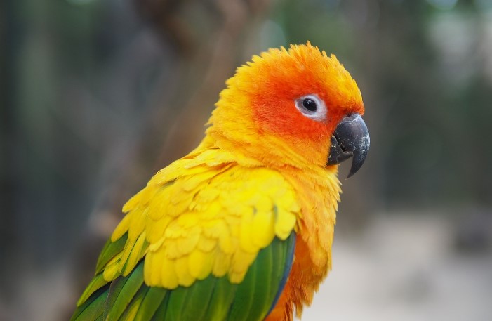 Some individual Sun Conures have managed to acquire a vocabulary of a few dozen words, although that's not true of all Conures.