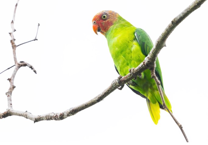 A Red-cheeked Parrot is usually seen alone, in pairs, or in small groups, wheeling high above the forest canopy, emitting a loud call.