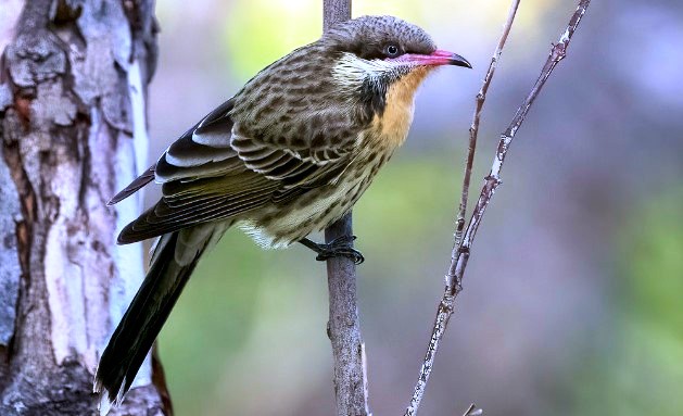 The species ranges through dry mallee and shrubby mulga, along creek washes, and into dense dune thickets. Spring-cheeked Honeyeater is another name for it.