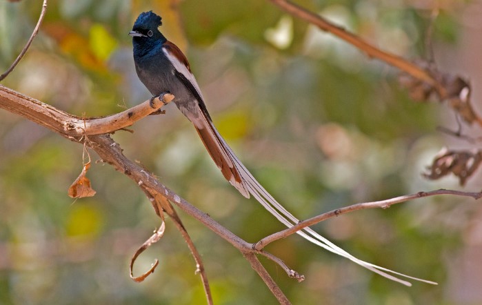african paradise flycatcher, a small birds with long tails