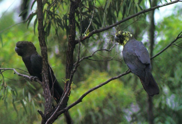 The Glossy Black-Cockatoo is the smallest member of the subfamily Calyptorhynchinae. The only sound they make for hours on end is a soft clik-clik-clik as their bills break into casuarina cones.