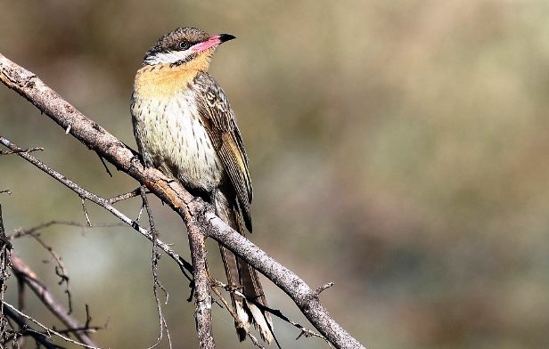 The Spiny-cheeked honeyeater (Acanthagenys rufogularis) is an elegant and large honeyeater.