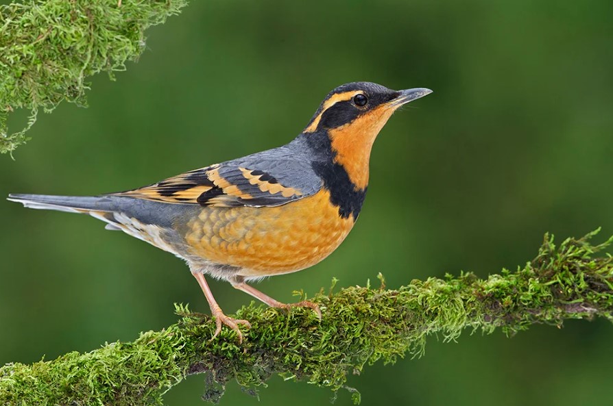 A Varied Thrush song and black and orange plumage make it easy to recognize. The varied thrush is a beautiful songbird that is native to North America.
