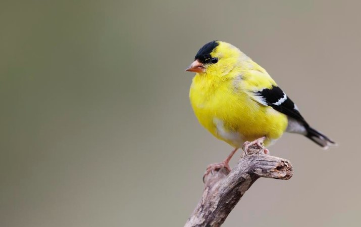 American Goldfinch Song