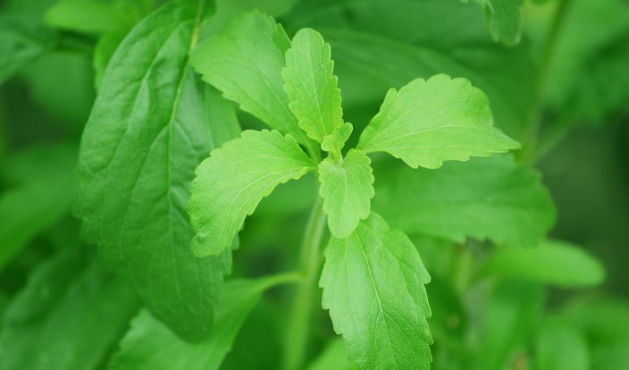 There is no plant that offers as much sweetness as stevia, and no plant produces as safe a sugar substitute for diabetics as Stevia rebaudiana.