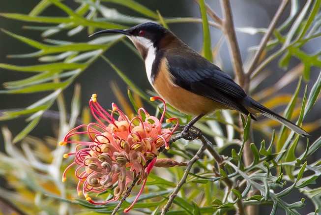 The Eastern Spinebill used this organ effectively in wet shrubberies around eastern Australia.