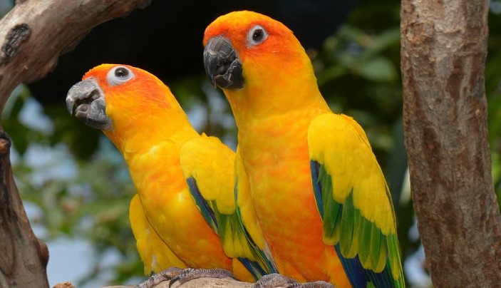 The size of Sun Parakeet is about 30-32 cm in length and weighs about 120-125 g.