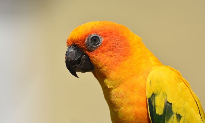 Sun Parakeets inhabit a broader range of habitats than previously realized and are found in open savanna, savanna woodland, forested valleys, and secondary growth.