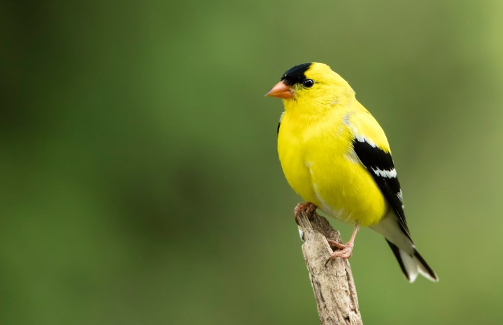 Birds have their own language, as any bird lover can attest. The melodious American Goldfinch song and the different sounds the species produce at different times of the day.