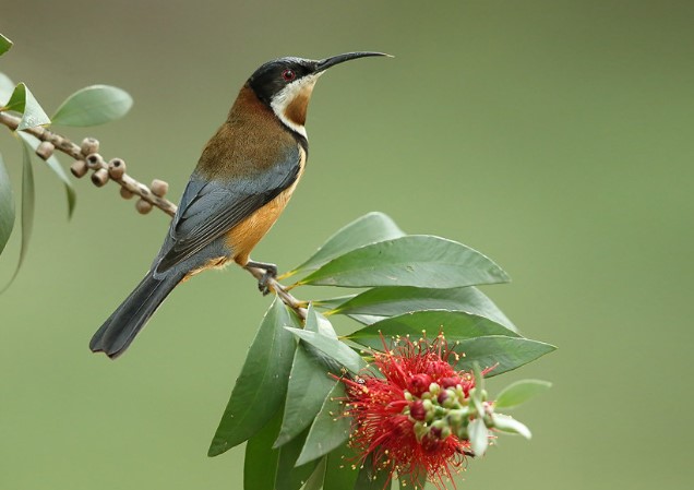 The Eastern Spinebill is a small honeyeater with particularly long bills for probing tubular flowers for nectar.