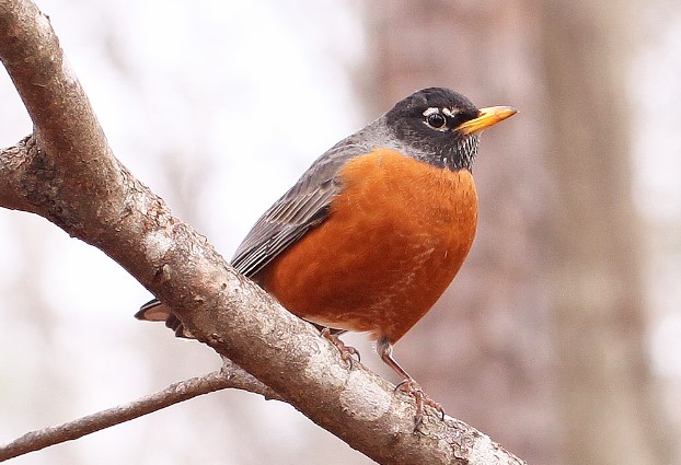 The American Robin sound is a familiar and beloved sight & a handful of melodic, clear notes flourish with complex notes at the end of the American Robin song.