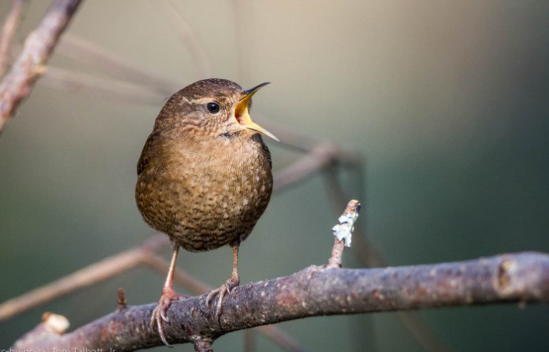 The call of the Pacific Wren is a bit shorter and slightly higher-pitched than Winter Wren. The song consists of ringing, and tinkling series of sounds.
