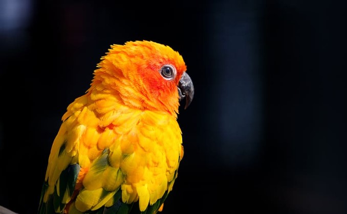 Sun parakeet (Aratinga solstitialis), also called sun conures in aviculture, are medium-sized, vibrantly colored parrots native to northeastern South America.