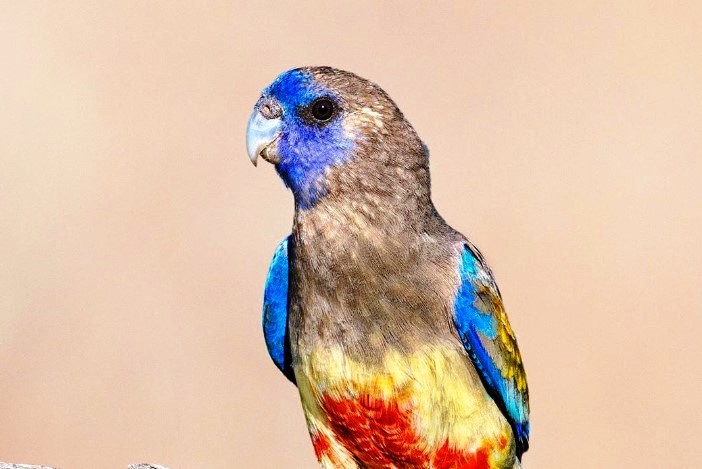 The Bluebonnet also exhibits several characteristics of Rosella, Platycercus: colored cheeks, a staccato flight similar to White-cheeked Rosella, and flashes of erratic and slow-moving flight.