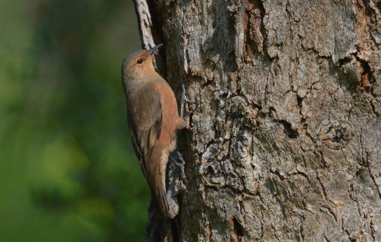 The Rufous Treecreeper hunts for insects by pecking and probing into cracks, crevices, and peeling bark from tree trunks and main branches.