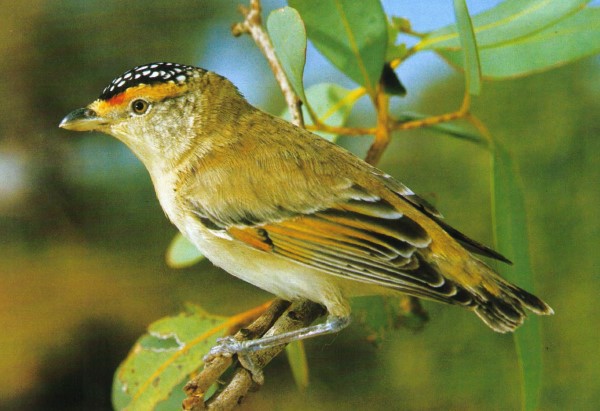 Red-browed pardalotes are endemic to Australia, where they glean foliage.