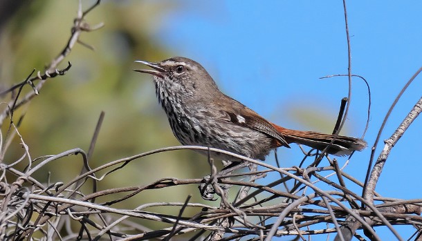 The Shy heathwren (Hylacola cauta) is endemic to Australia and a member of the Acanthizidae family.