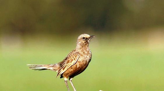 Brown Songlark (Cincloramphus cruralis) is a small passerine bird found at treeless grass plains and saltbush shrub steppe inland.