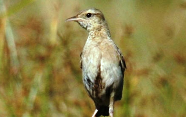 The bird is also known as Black-breasted Song Lark, Harvest Bird, Australian songlark, and Brown Singing-lark.
