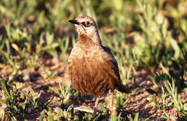 The size of a Brown Songlark male is about 240-250 mm, and females 180-190 mm in length.