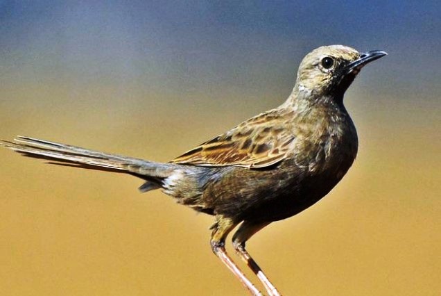 The call of Brown Songlark is infrequent chattering notes.