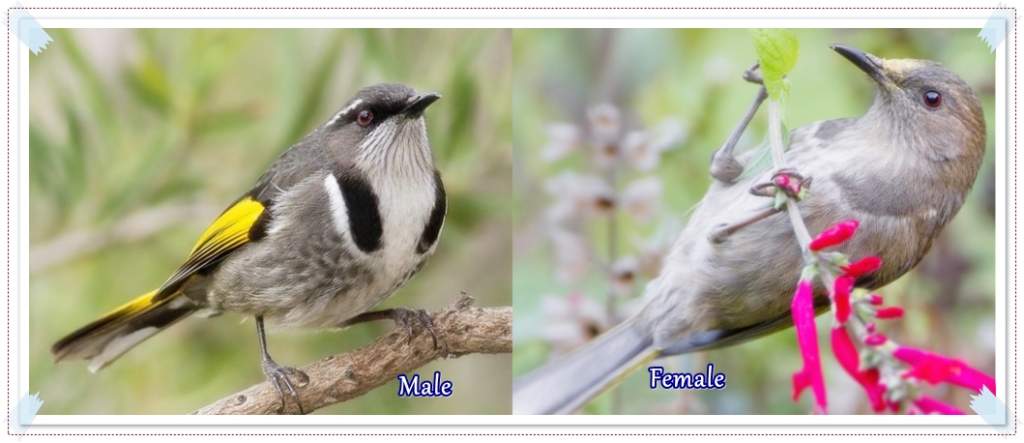 Male and Female Crescent Honeyeater 