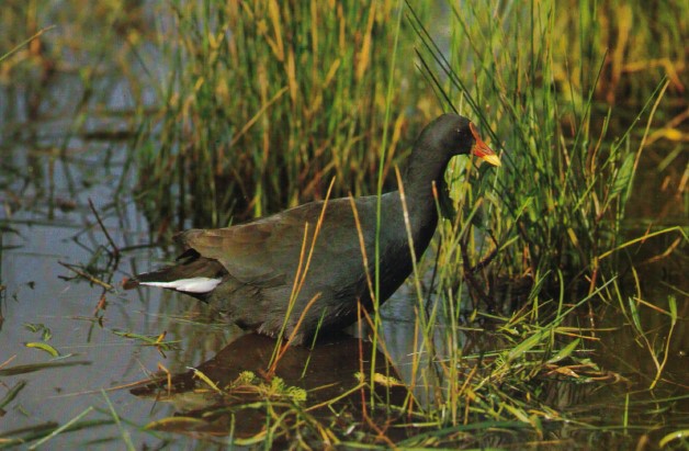 The Dusky Moorhen has a larger size, a darker color, and red-legged when breeding, and is Australasia's representative of the Eurasian moorhen.